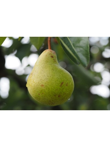 Piante da frutta innestata...