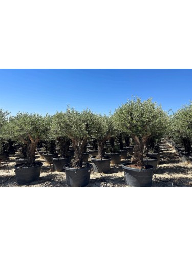 Ulivo olivo "Olea europea"...