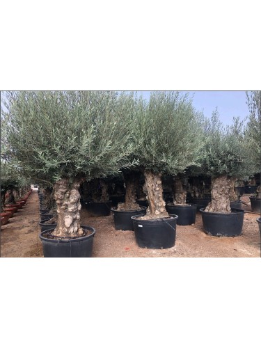Ulivo olivo "Olea europea"...