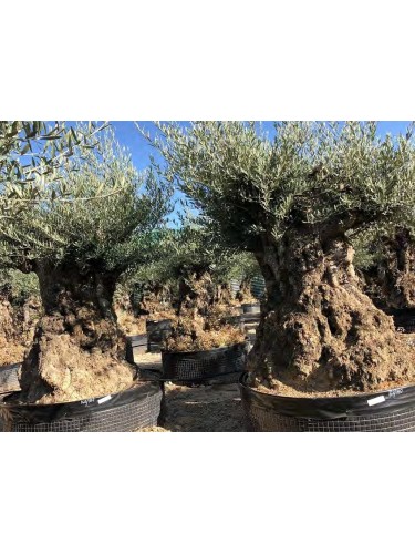 Ulivo olivo "Olea europea"...