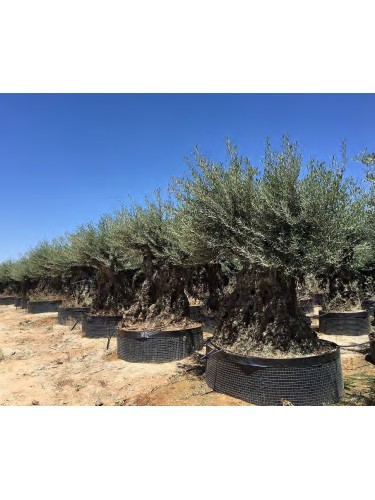 Ulivo olivo "Olea europea"...