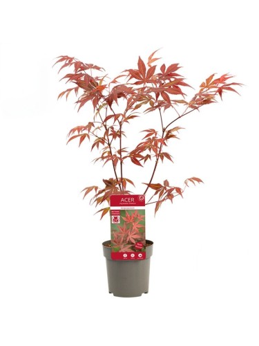 Acero rosso giapponese...
