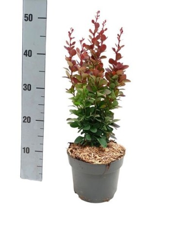 Berberis thunbergii "Red...