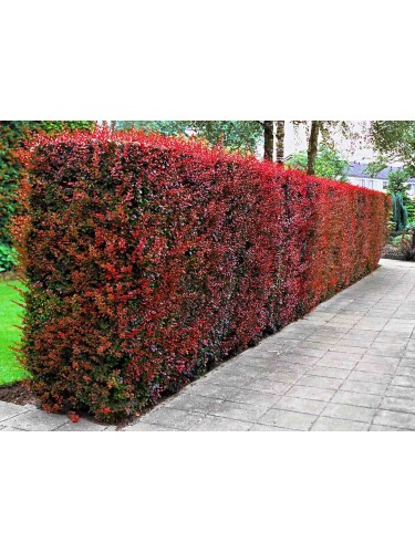 Berberis thunbergii "Red...