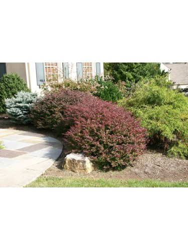 Berberis thunbergii "Red...