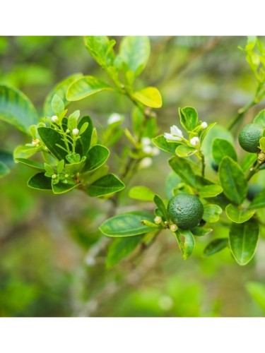Lime "Citrus aurantifolia"...
