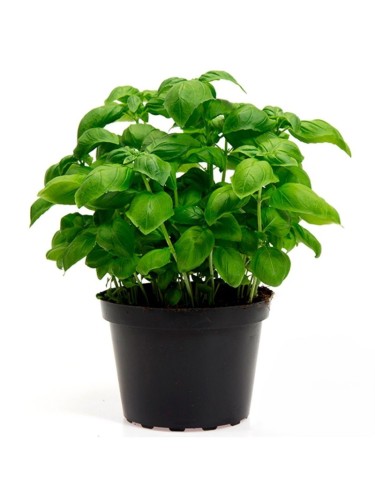 Basilico genovese "Ocimum...