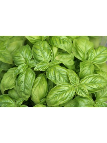 Basilico genovese "Ocimum...