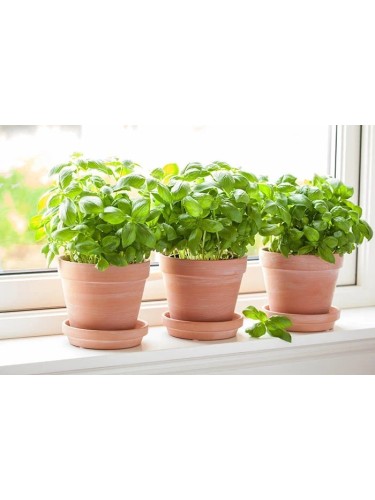 Basilico genovese "Ocimum...