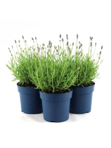 Lavanda "Lavandula...