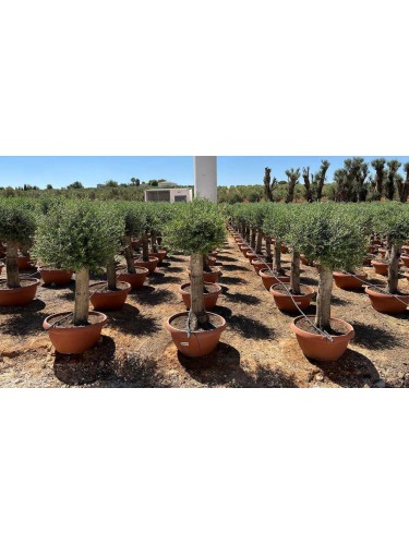 Ulivo olivo "Olea europea"...