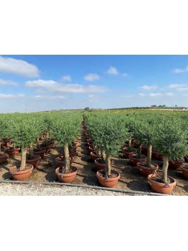 Ulivo olivo "Olea europea"...