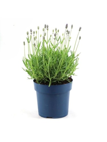 Lavanda "Lavandula...