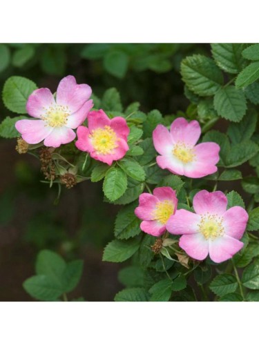 Rosa Balsamina o...