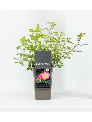 Rosa Balsamina o...