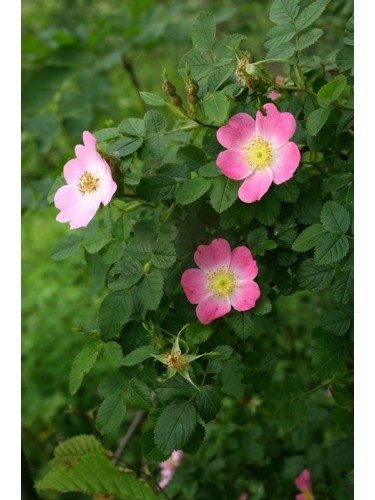 Rosa Balsamina o...