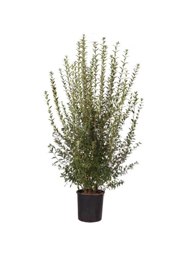 Ligustro comune "Ligustrum...