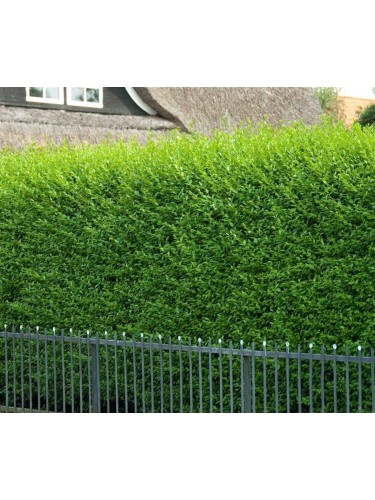 Ligustro comune "Ligustrum...