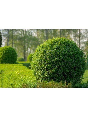 Ligustro comune "Ligustrum...