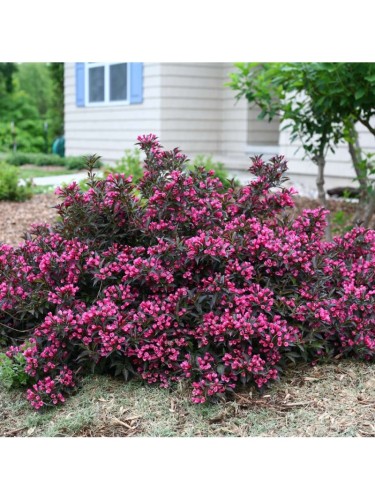 Weigela Florida "Victoria"...