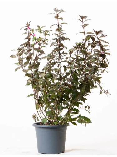 Weigela Florida "Victoria"...