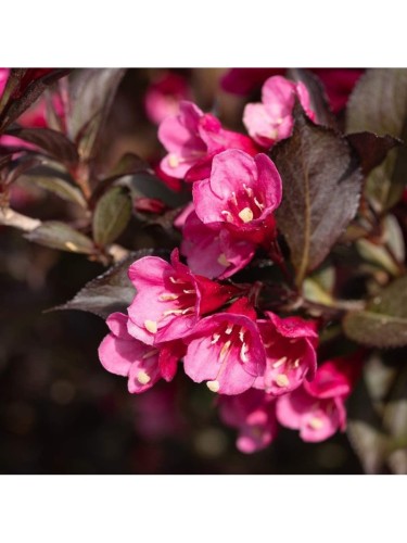 Weigela Florida "Victoria"...