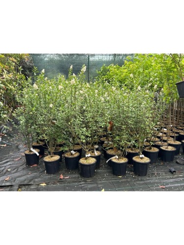 Ligustro comune "Ligustrum...