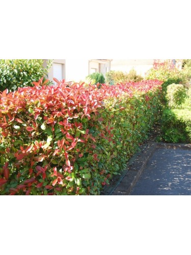 Fotinia "Photinia x fraseri...