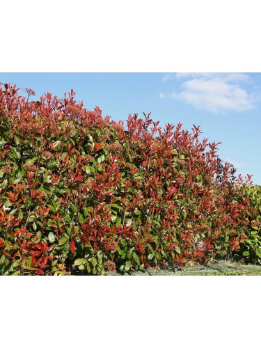 Fotinia "Photinia x fraseri...