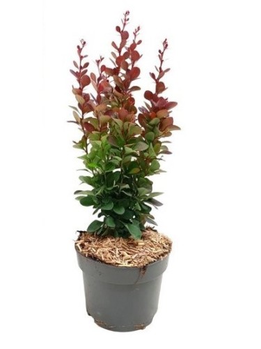 Berberis thunbergii "Red...
