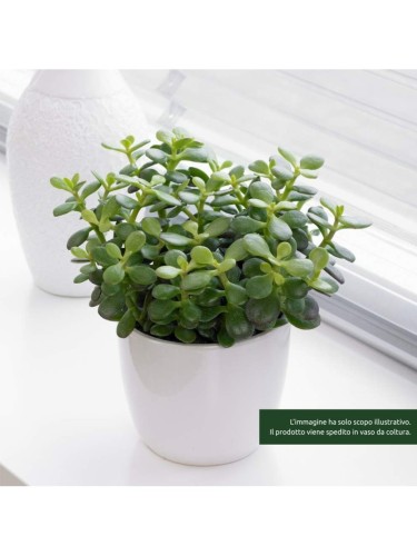 Crassula ovata "Albero dei...