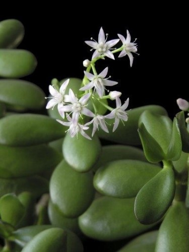 Crassula ovata "Albero dei...