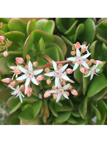 Crassula ovata "Albero dei...