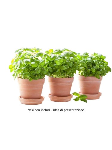 Basilico genovese "Ocimum...