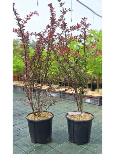 Berberis "Atropurpurea" in...