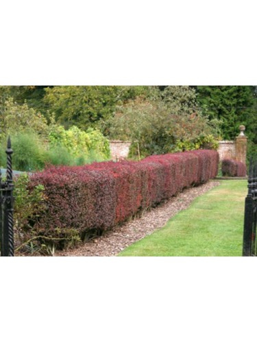 Berberis "Atropurpurea" in...