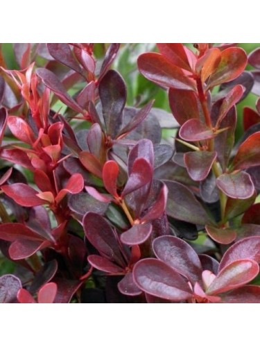 Berberis "Atropurpurea" in...
