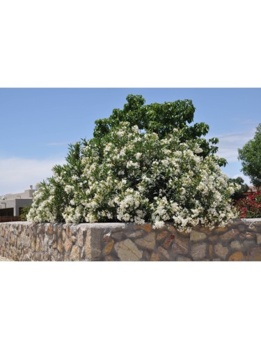 Oleandro "Nerium Oleander"...