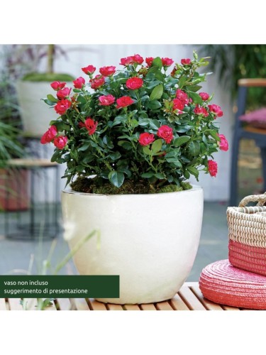 Rosa "Meilland Zepeti" in...