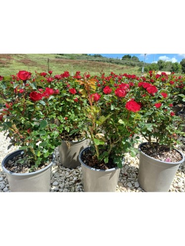 Rosa "Meilland Zepeti" in...