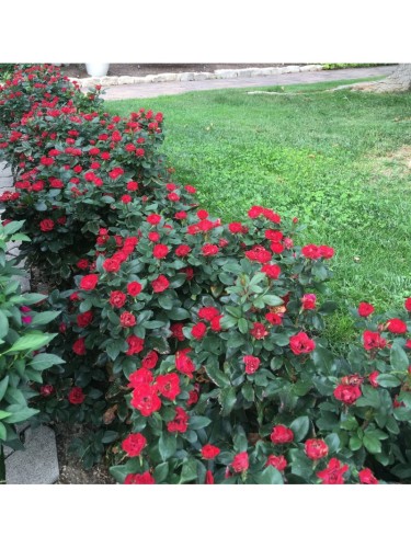 Rosa "Meilland Zepeti" in...