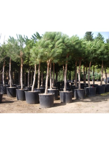 Pino silvestre "Pinus...