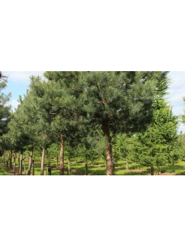 Pino silvestre "Pinus...