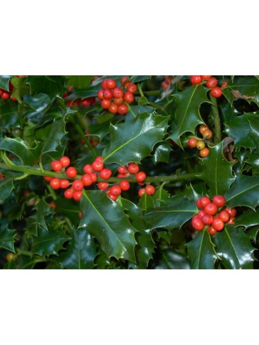 Ilex myrtifolia "Nellie R....