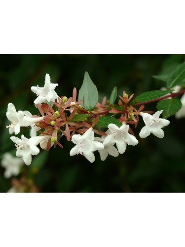 Abelia "Abelia x...
