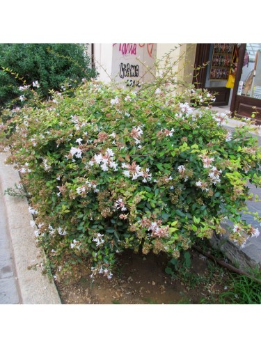 Abelia "Abelia x...