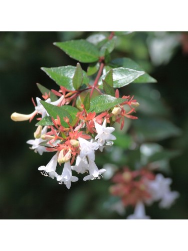 Abelia "Abelia x...