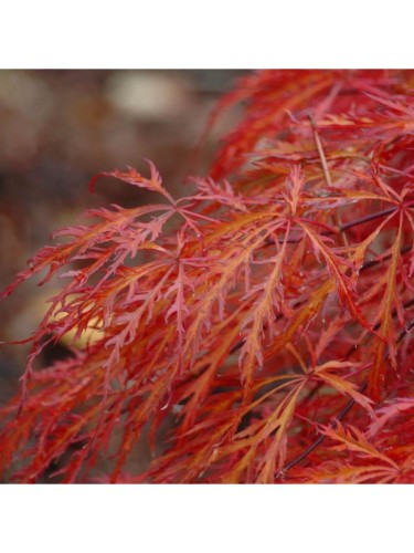Acero rosso giapponese ad...