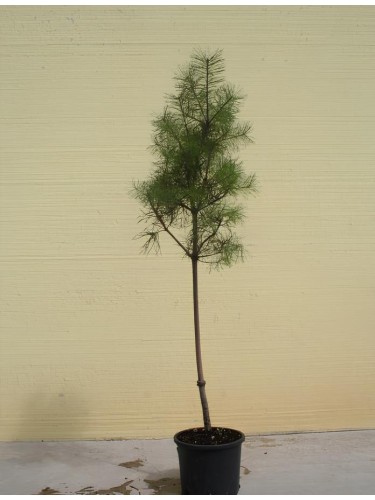 Pino silvestre "Pinus...
