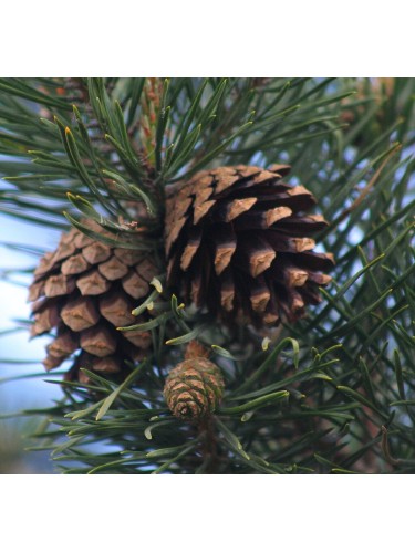 Pino silvestre "Pinus...
